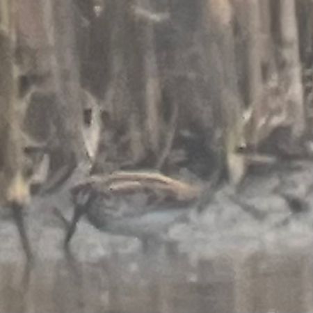 Bécassine sourde  - Oliver Kail