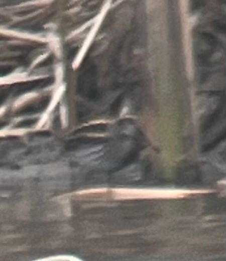 Bécassine sourde  - Oliver Kail