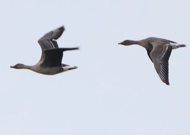 Oie de la toundra  - Oliver Kail