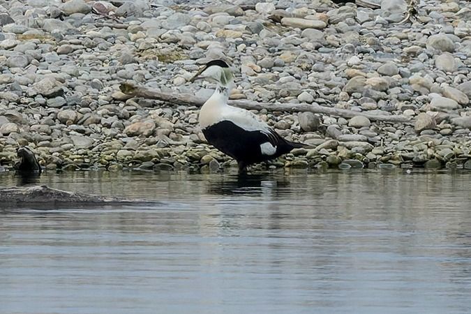 Eider à duvet  - Werner Manfred Türtscher