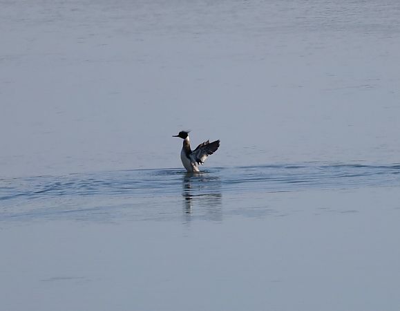 Harle huppé  - Thomas Toernell