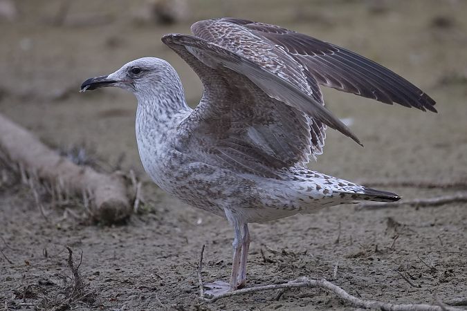 Gull hybrid, unidentified  - Wolfgang Schweighofer