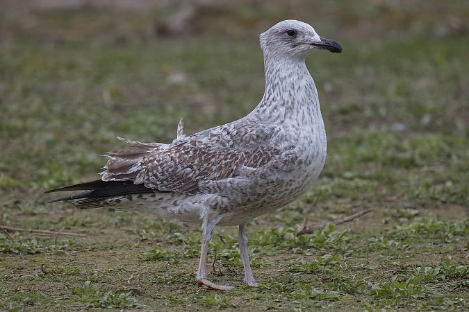 Goéland hybride indéterminé  - Wolfgang Schweighofer