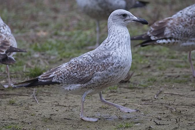 Goéland hybride indéterminé  - Wolfgang Schweighofer