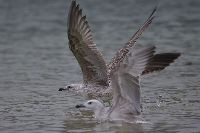 Goéland hybride indéterminé  - Wolfgang Schweighofer
