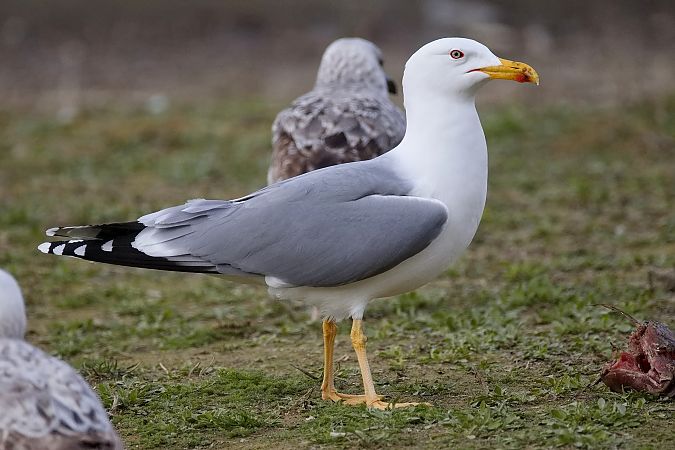 Goéland hybride indéterminé  - Wolfgang Schweighofer
