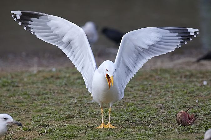 Goéland hybride indéterminé  - Wolfgang Schweighofer