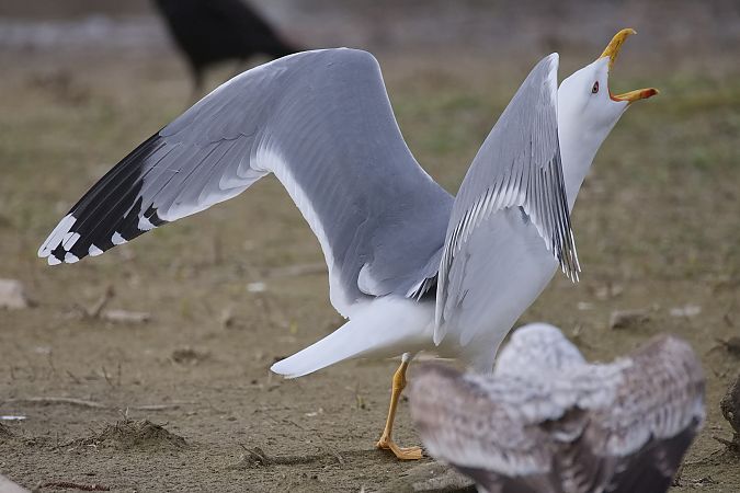 Goéland hybride indéterminé  - Wolfgang Schweighofer