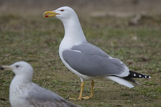 Goéland hybride indéterminé  - Wolfgang Schweighofer