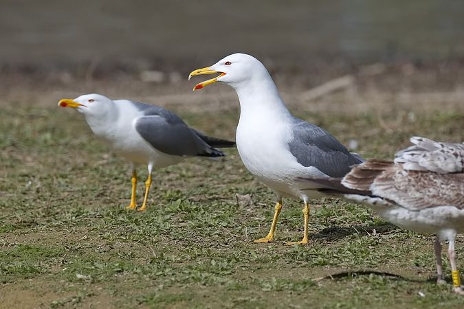 Goéland hybride indéterminé  - Wolfgang Schweighofer