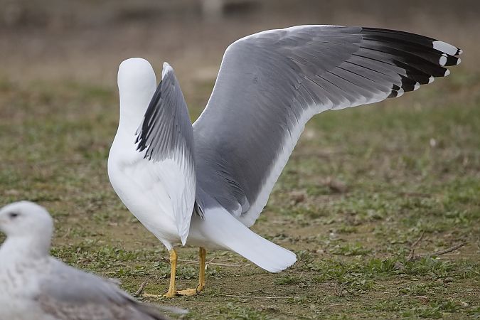 Goéland hybride indéterminé  - Wolfgang Schweighofer