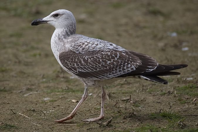 Goéland de Sibérie  - Wolfgang Schweighofer