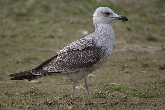 Goéland de Sibérie  - Wolfgang Schweighofer