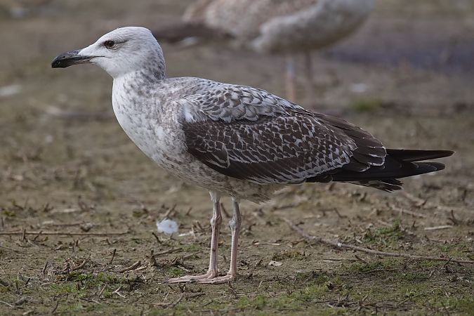 Goéland de Sibérie  - Wolfgang Schweighofer