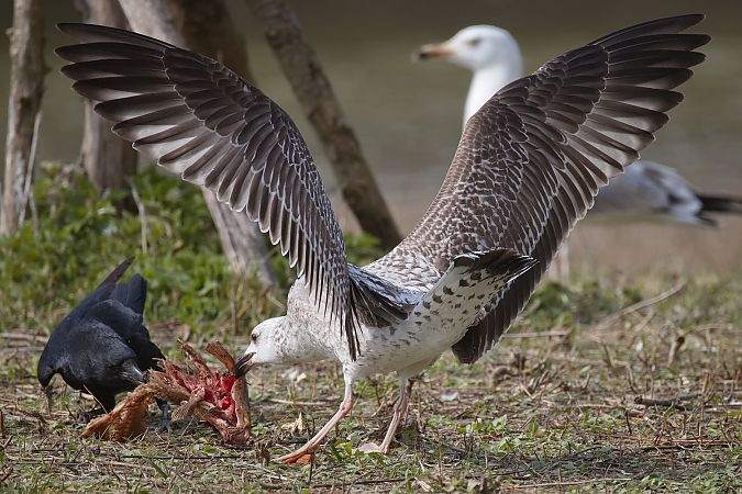 Goéland de Sibérie  - Wolfgang Schweighofer