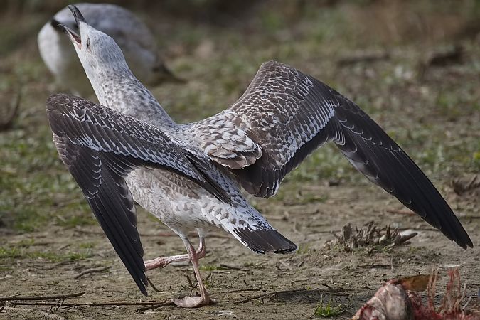 Goéland de Sibérie  - Wolfgang Schweighofer