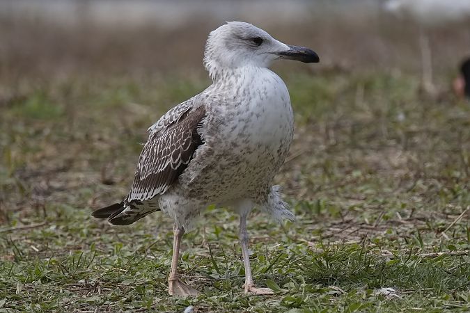 Goéland de Sibérie  - Wolfgang Schweighofer