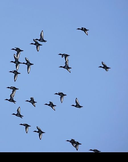 Moorente  - Christine Ludwig