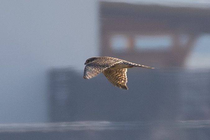 Faucon émerillon  - Viehböck Helga