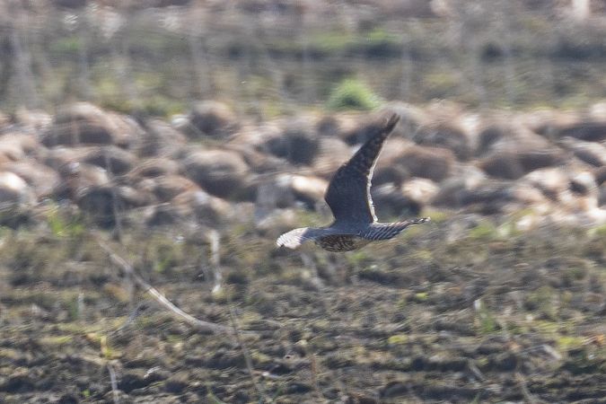 Faucon émerillon  - Viehböck Helga