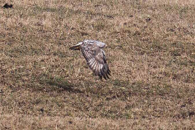 Buse pattue  - Viehböck Helga