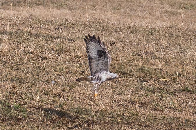 Raufußbussard  - Viehböck Helga