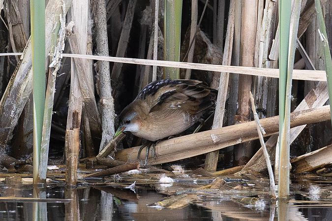 Marouette poussin  - Viehböck Helga