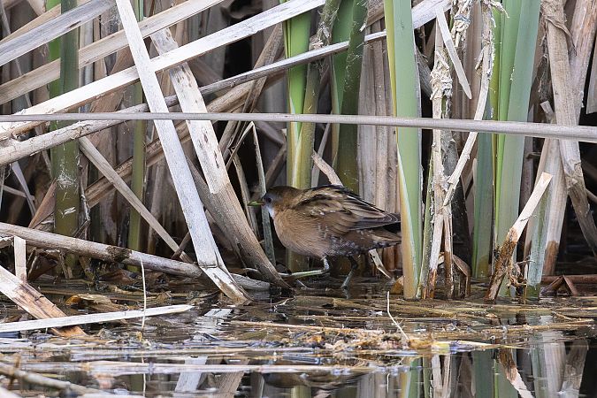 Marouette poussin  - Viehböck Helga
