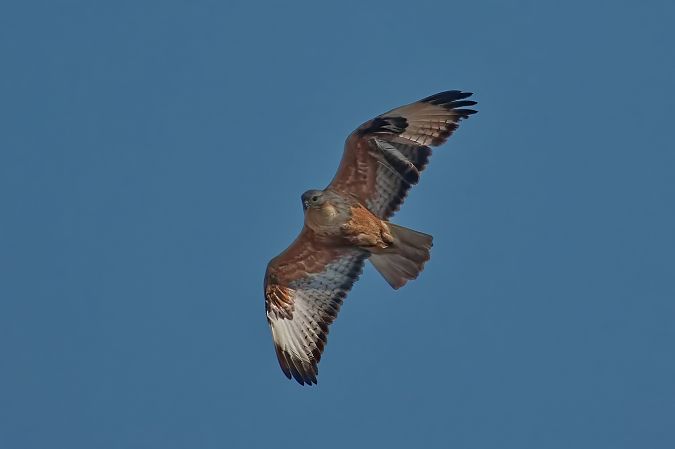 Buse féroce  - Gudrun Schreiber-Jankovits