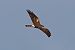 Busard pâle  - Bernhard Zens