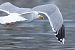 Goéland argenté  - Stephan Trösch