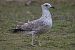 Gull hybrid, unidentified  - Wolfgang Schweighofer