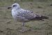 Gull hybrid, unidentified  - Wolfgang Schweighofer