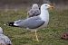 Goéland hybride indéterminé  - Wolfgang Schweighofer