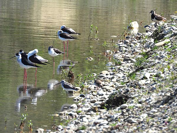 Echasse blanche  - Michael Breuss