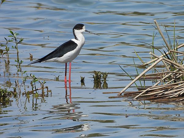 Echasse blanche  - Michael Breuss