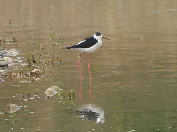 Echasse blanche  - Michael Breuss
