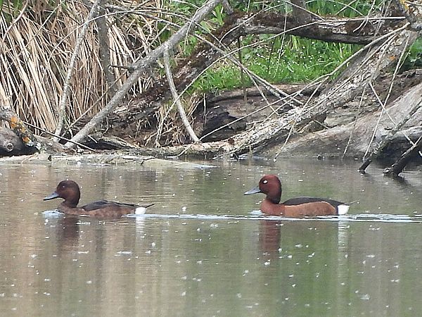 Fuligule nyroca  - Michael Breuss