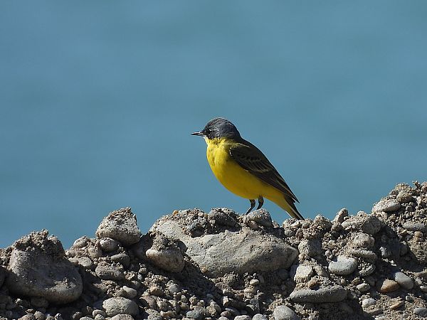 Bergeronnette des Balkans (ssp. feldegg)  - Michael Breuss