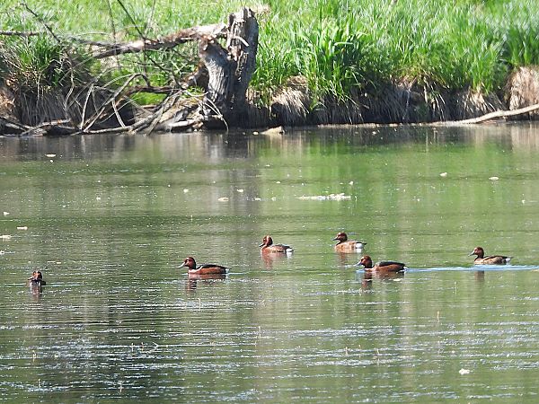 Fuligule nyroca  - Michael Breuss