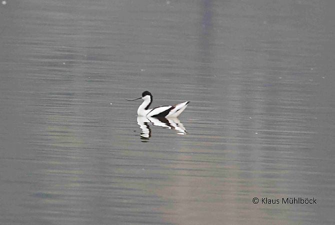 Avocette élégante 
