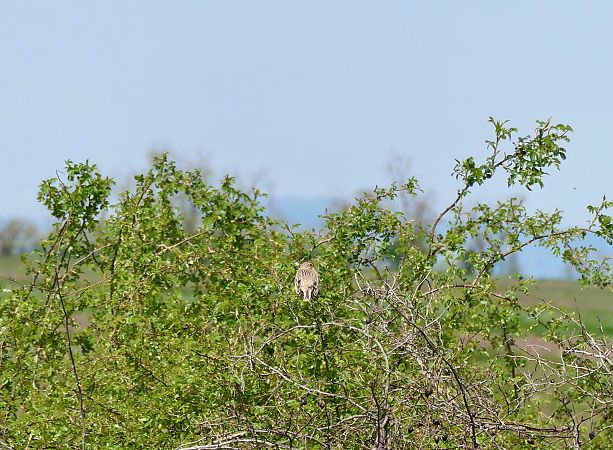 Oiseau indéterminé 