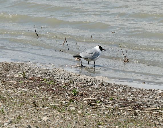Oiseau indéterminé 