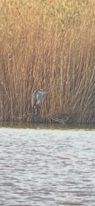 Oiseau indéterminé 