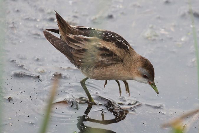 Marouette poussin  - Helmut Kräuter