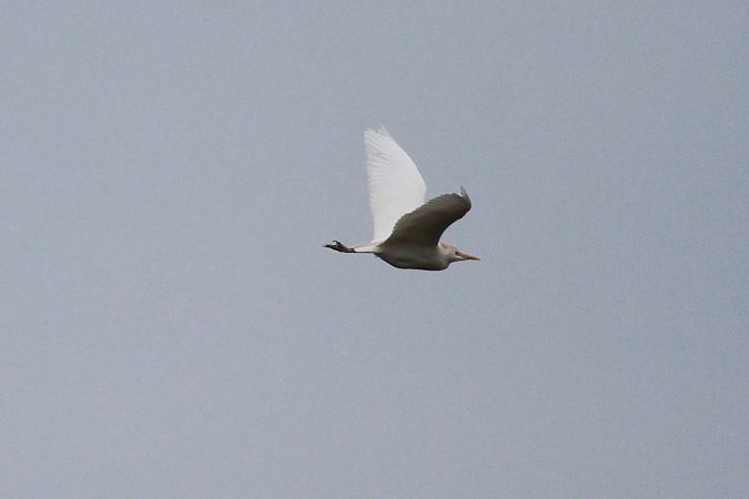 Héron garde-boeufs  - Helmut Kräuter