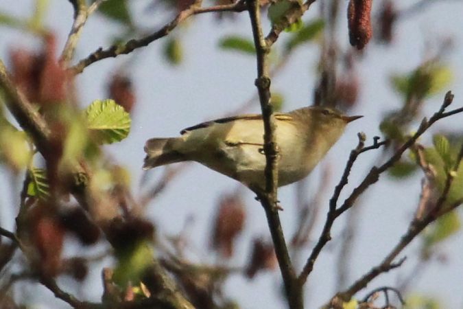 Oiseau indéterminé  - Helmut Kräuter