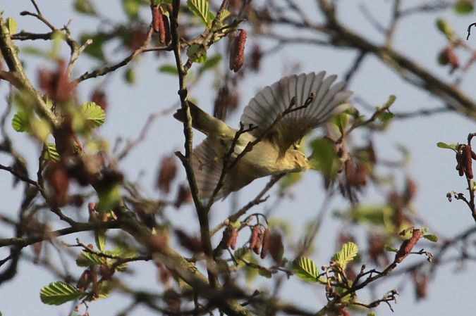 Oiseau indéterminé  - Helmut Kräuter