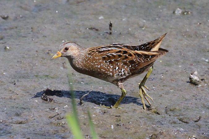 Marouette ponctuée  - Helmut Kräuter