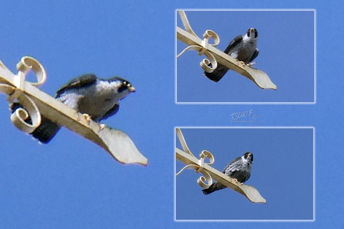 Faucon pèlerin (ssp. calidus)  - Tscho Findeis